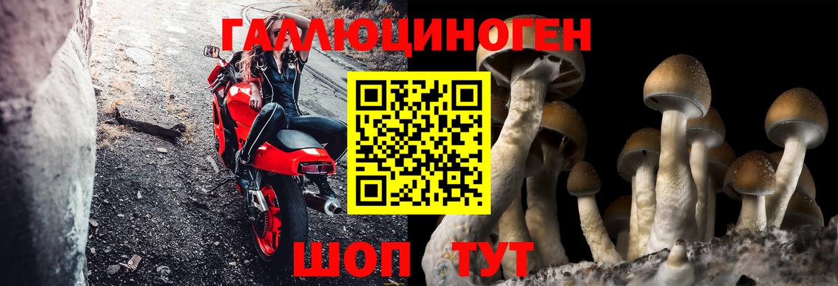 Галлюциногенные грибы прущие грибы  Вход с VPN  Сочи  Псилоцибиновые грибы GOLDEN TEACHER 